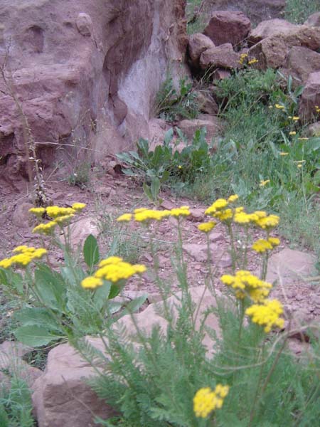 سولی دره 
